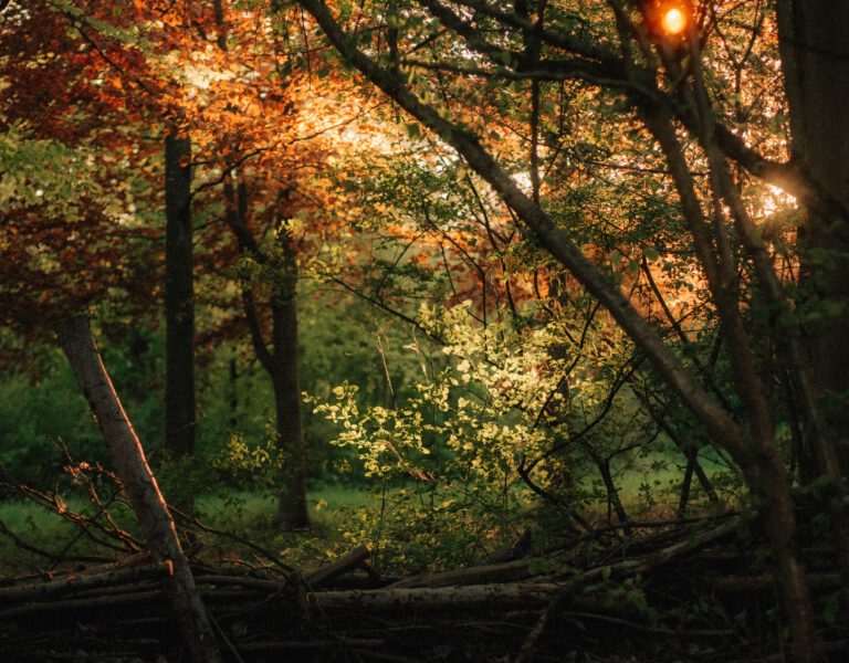 Yugen Forest - Foto_s 2026 - LR-216 1 Yugen Forest - Foto_s 2026 - LR-216 1